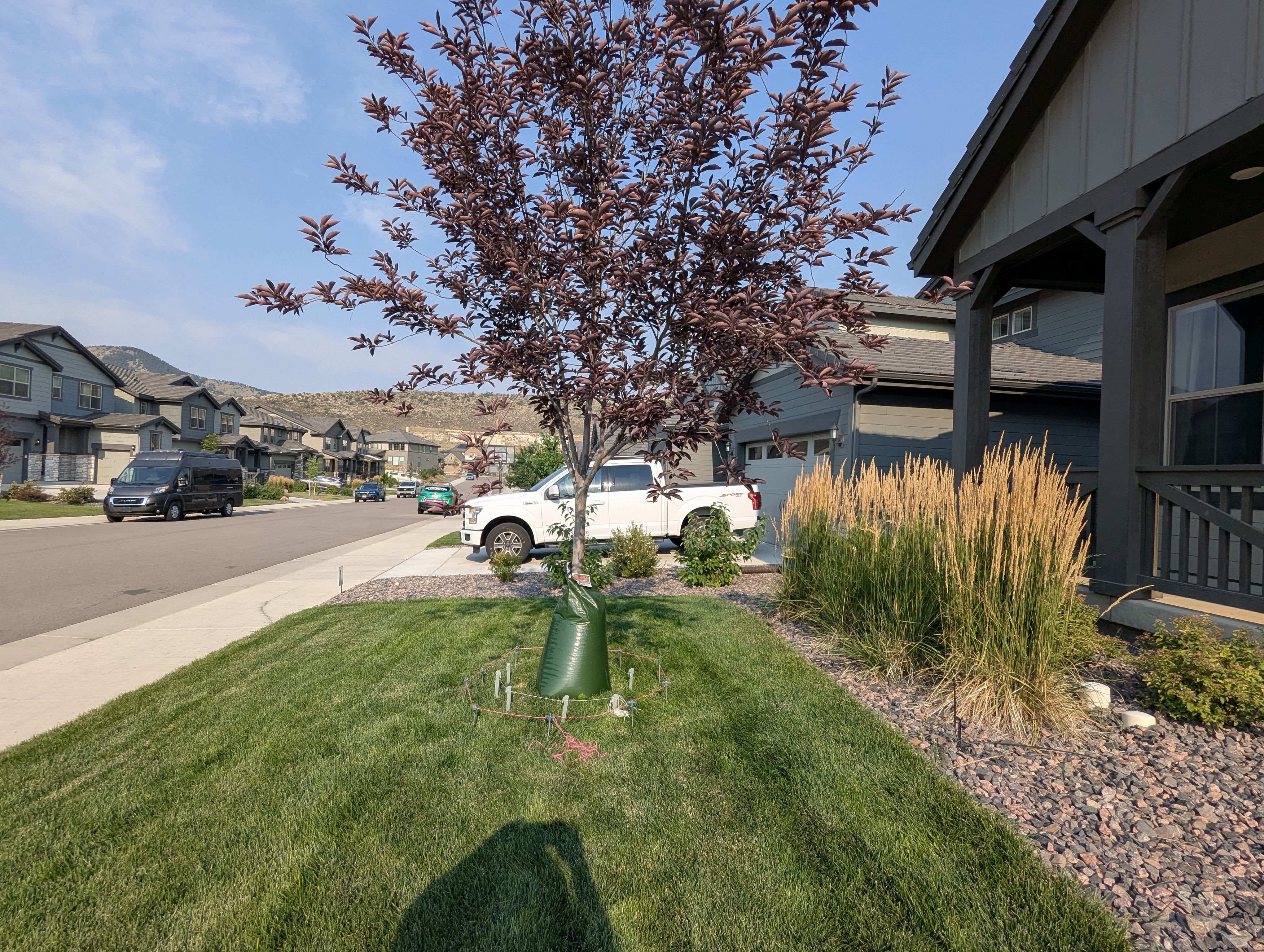 Tree Ring, Home Improvement, Morrison, Colorado